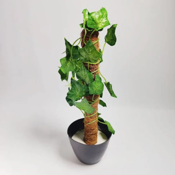 Money Plant - Perfect for indoor decoration